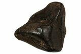 Fossil Dinosaur (Triceratops) Shed Tooth - Montana #339743-1